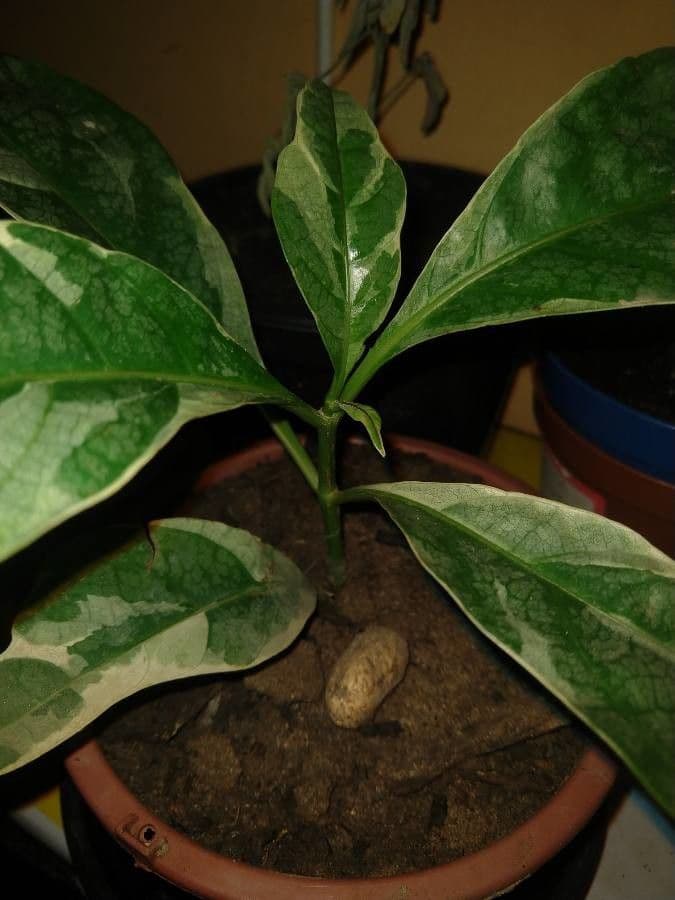 Graptophyllum pictum 19