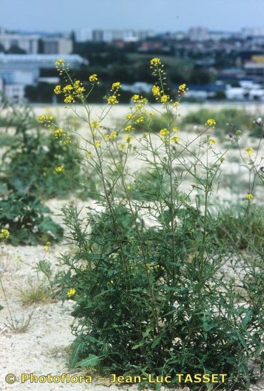 Loesels Rauke 11