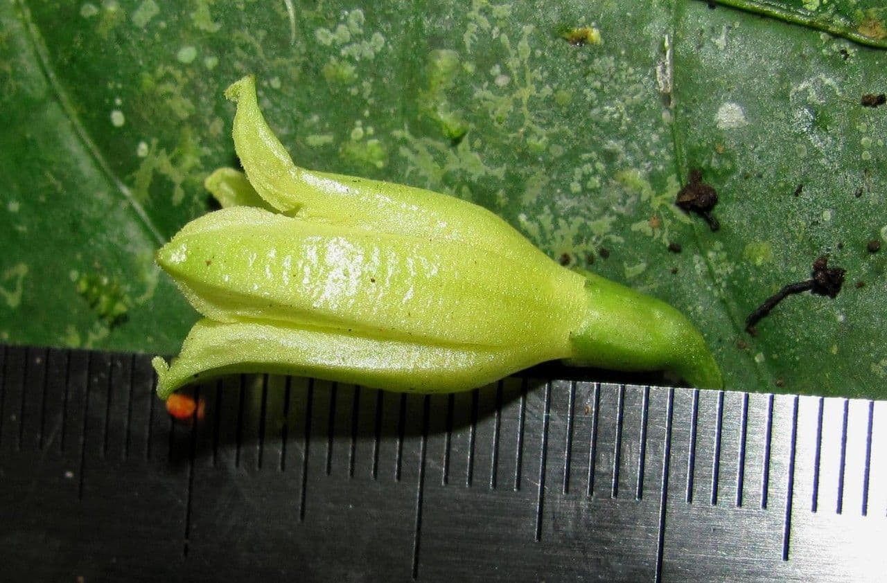 Cuatresia
