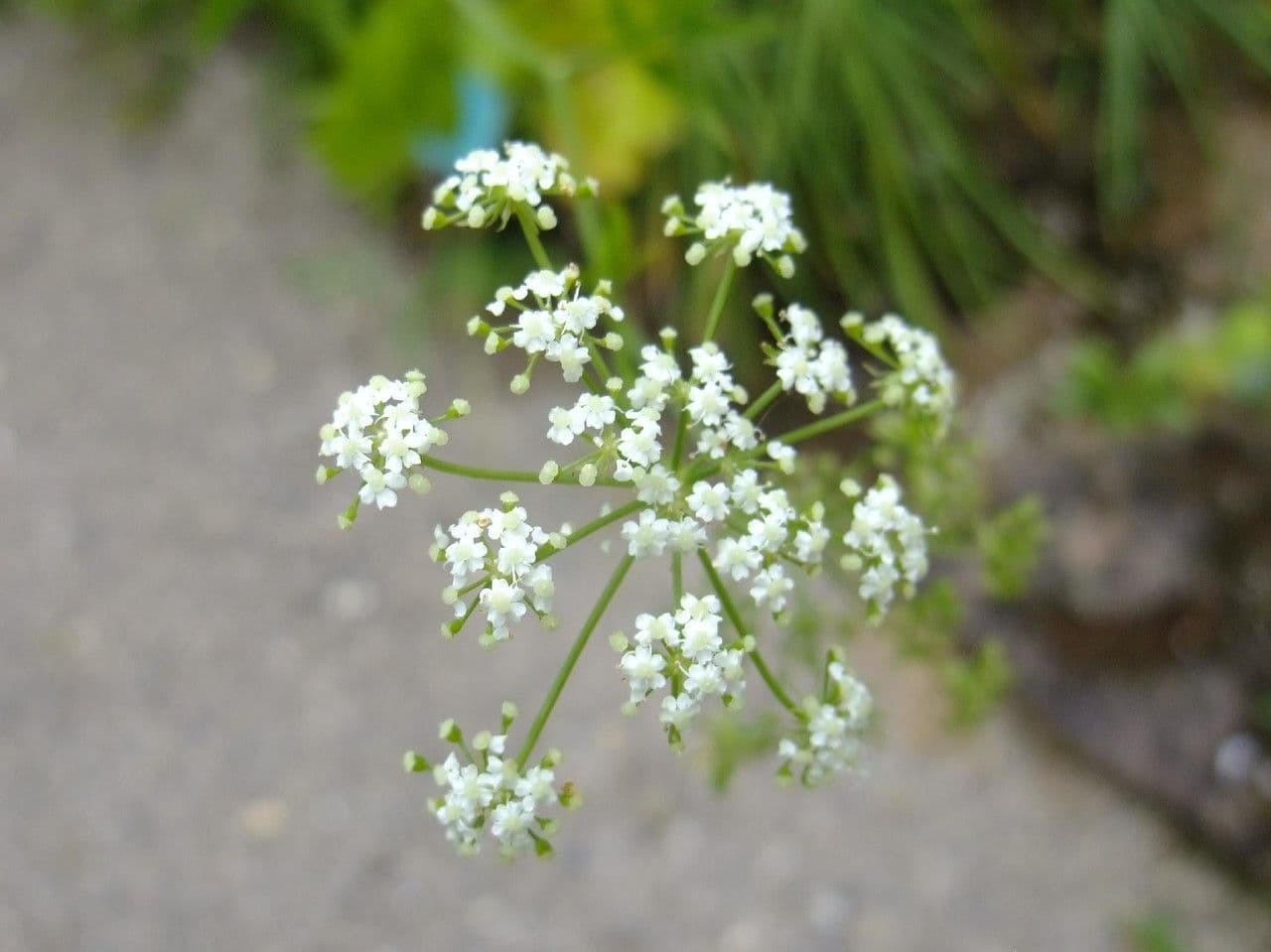 Celer svraštěný 6