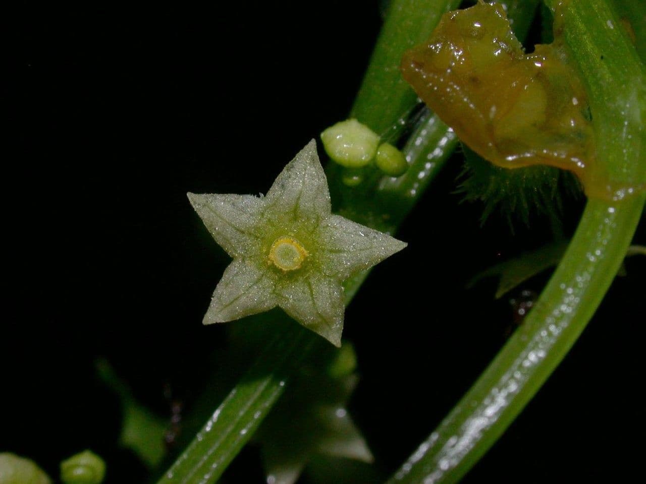 Cyclanthera 4