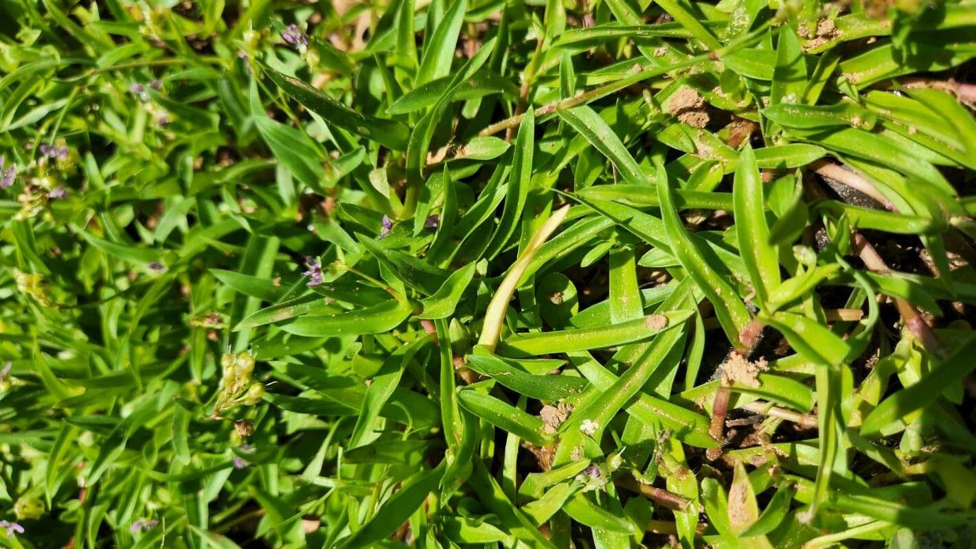 Murdannia nudiflora 15