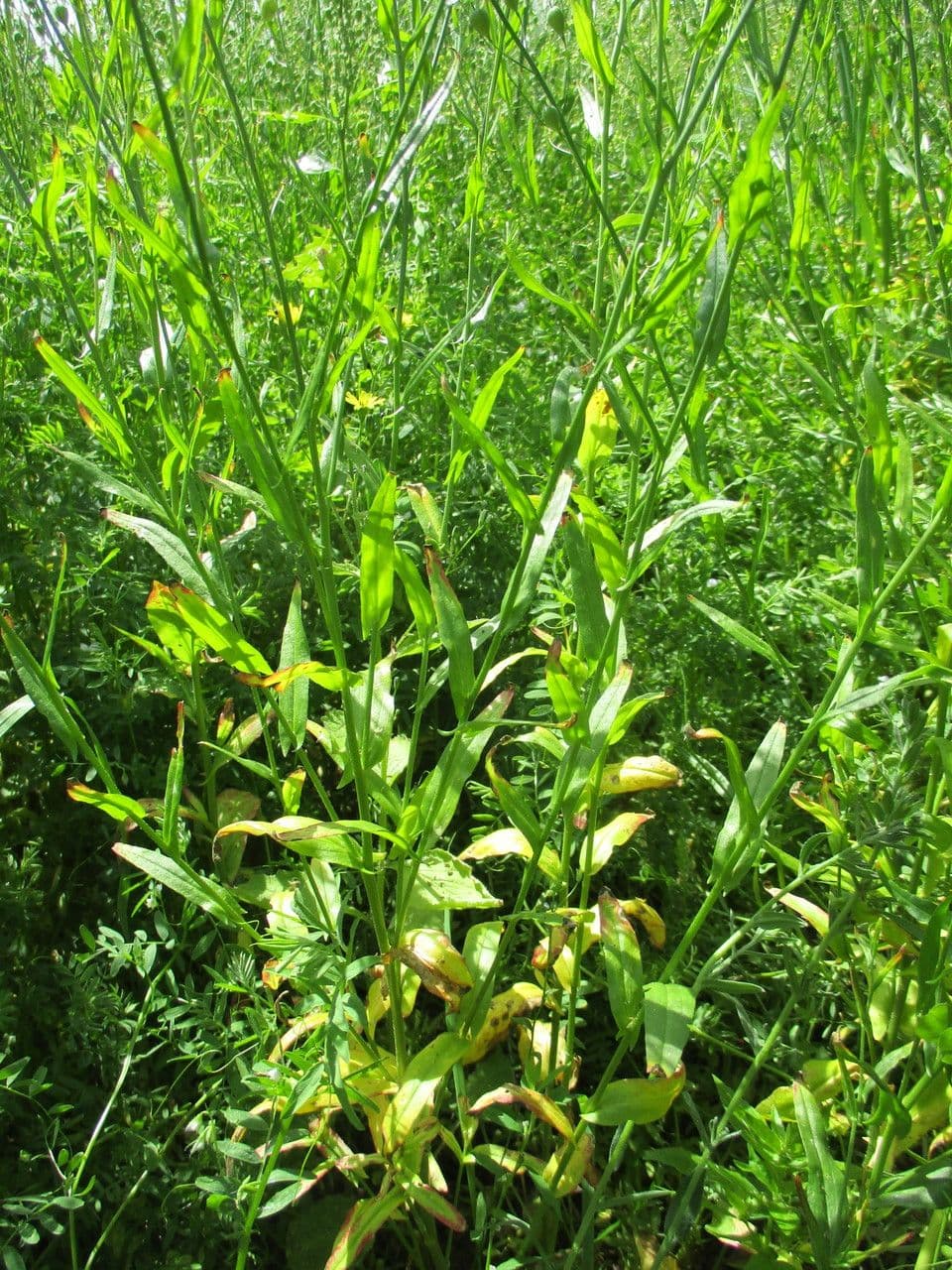 Camelina 14