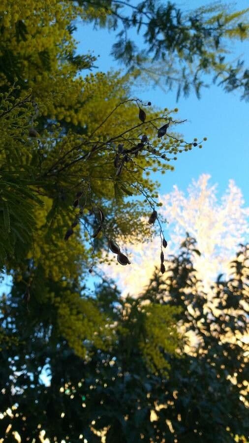 Mimosa 3