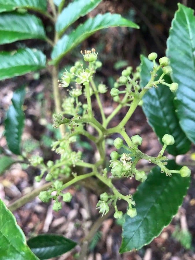 Brunellia