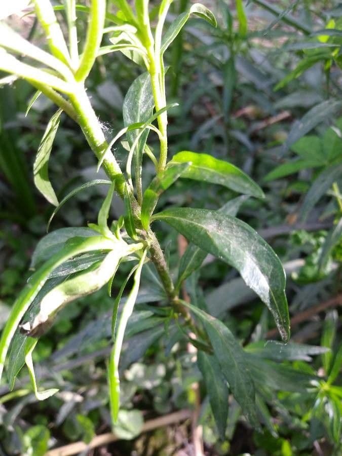 Cuphea racemosa 10