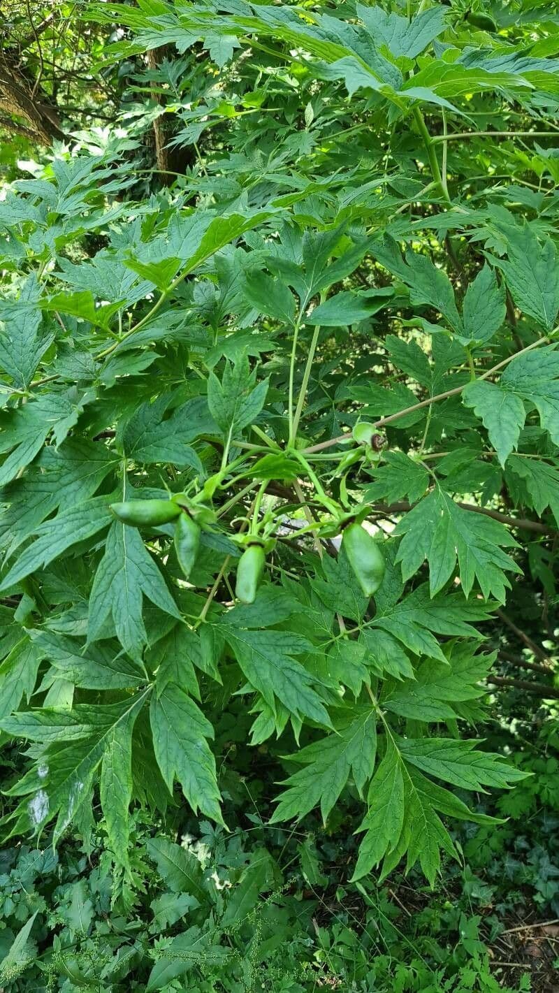 Strauchpfingstrose 3