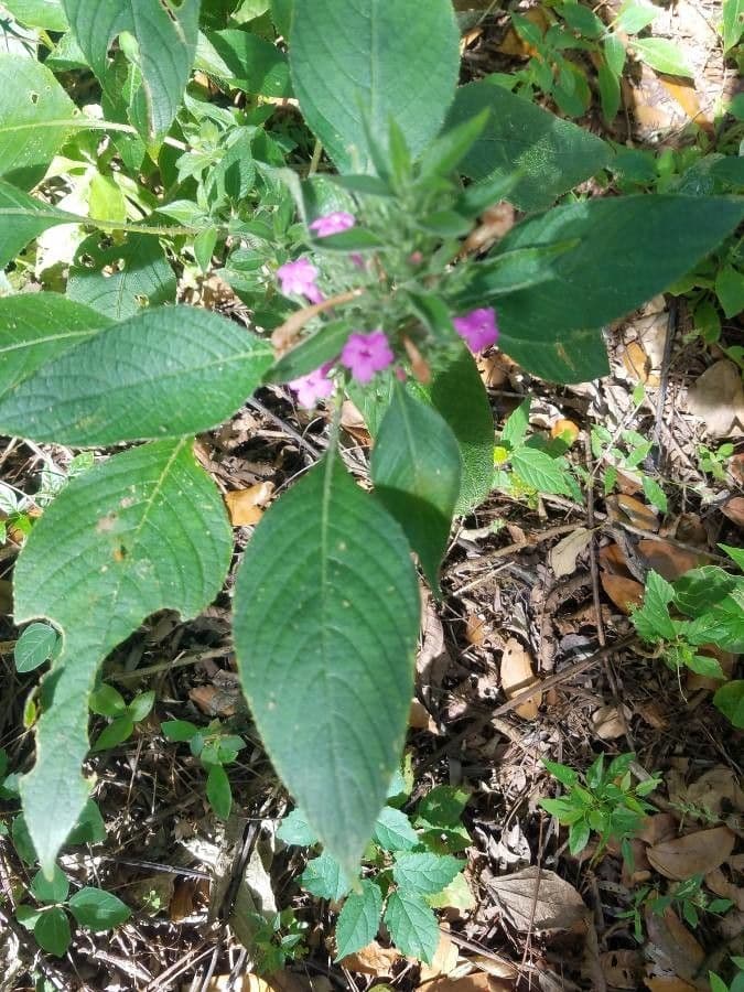 Ruellia 11