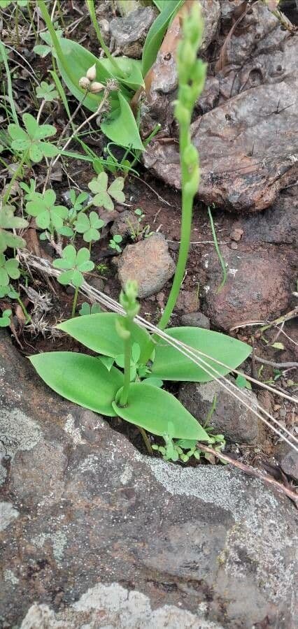 Habenaria 11