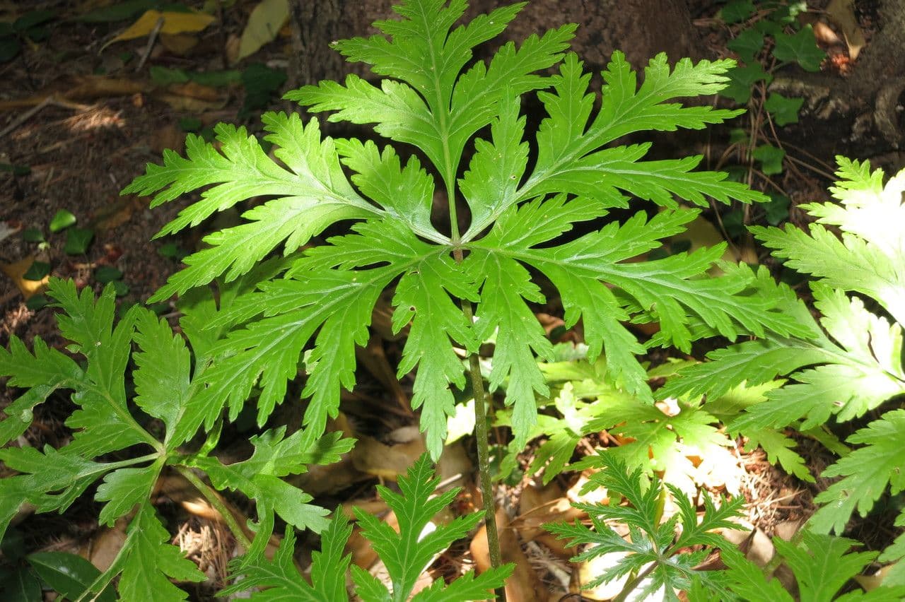 Geranio de Madeira 23