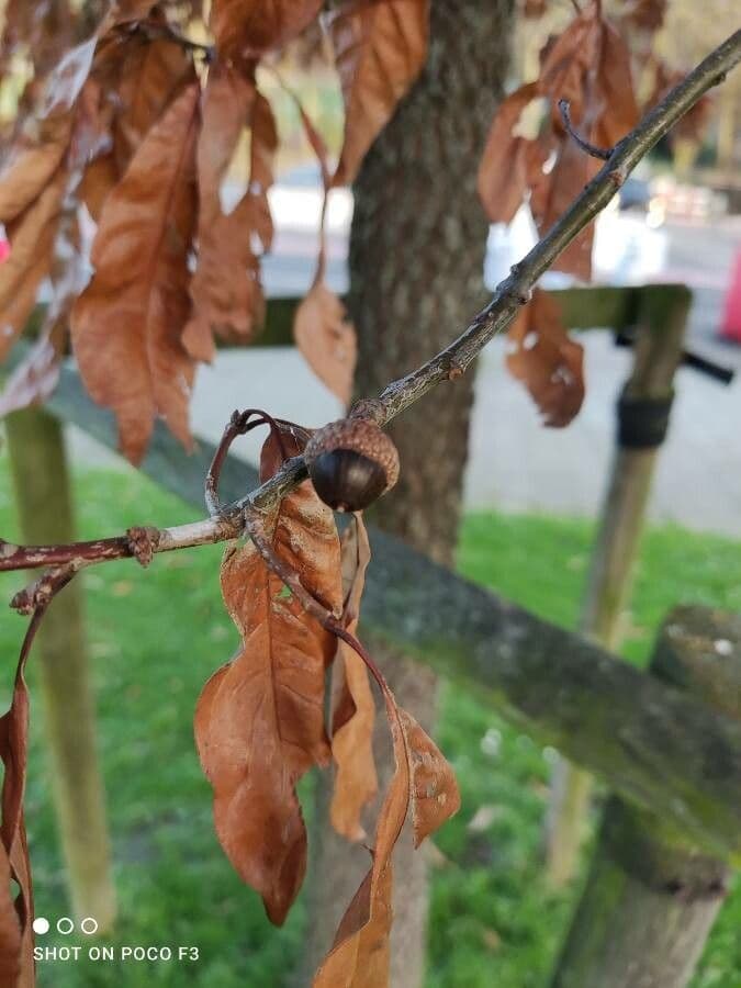Roble teja 2