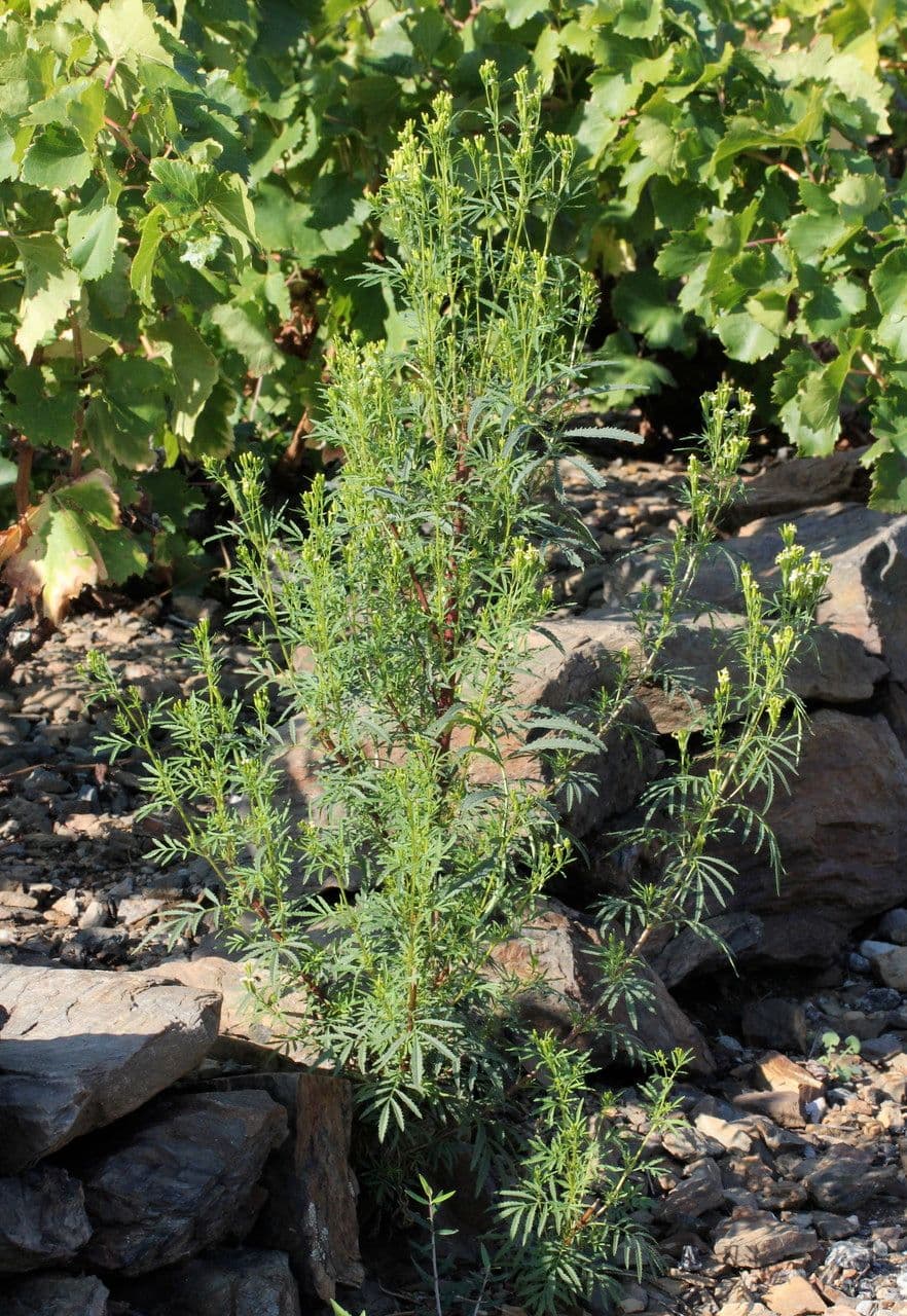 Tagetes minuta 14