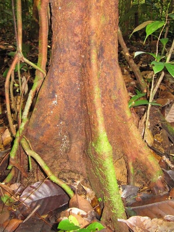 Xylopia