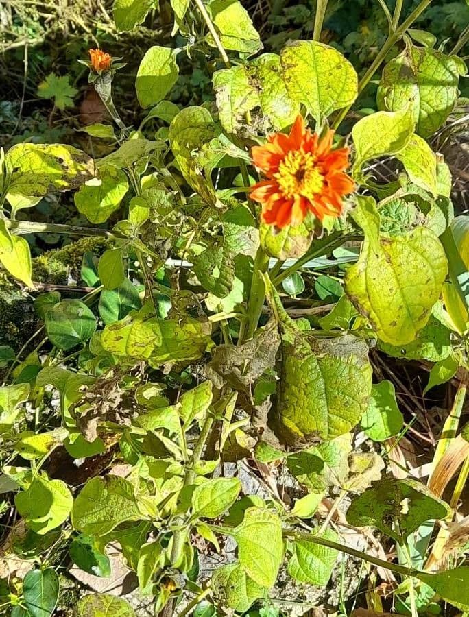 Zinnia di Haage 8