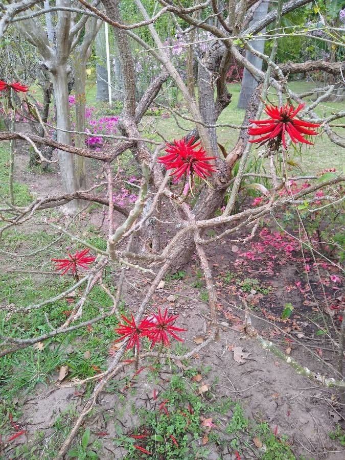 Schöne Korallenbaum 8