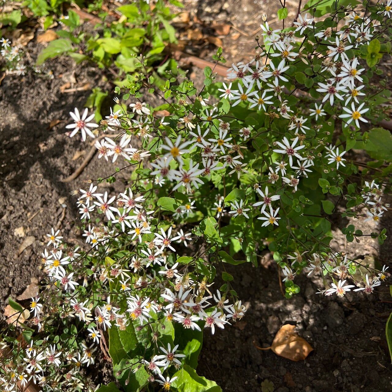 Aster divariqué 10