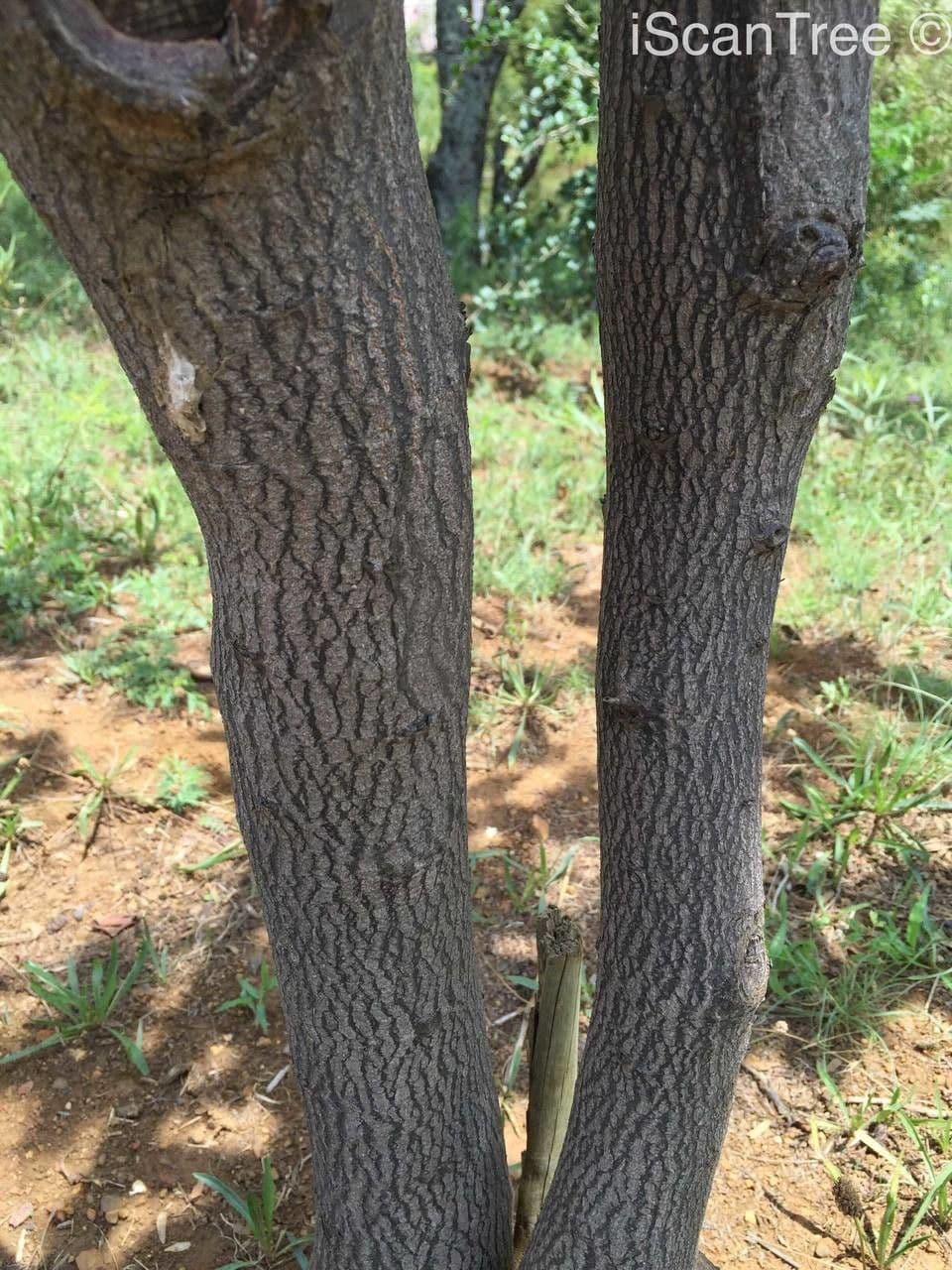 Dais cotinifolia 17