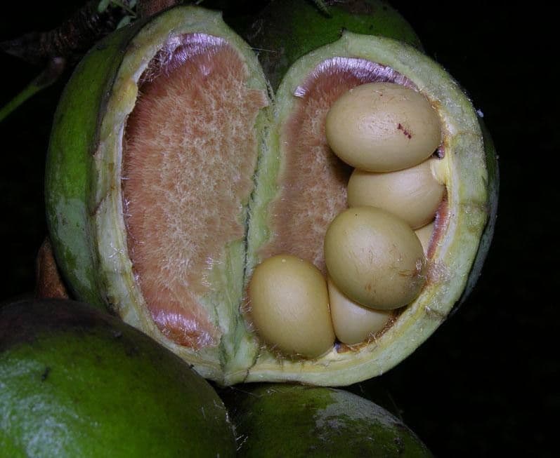 Sterculia 2