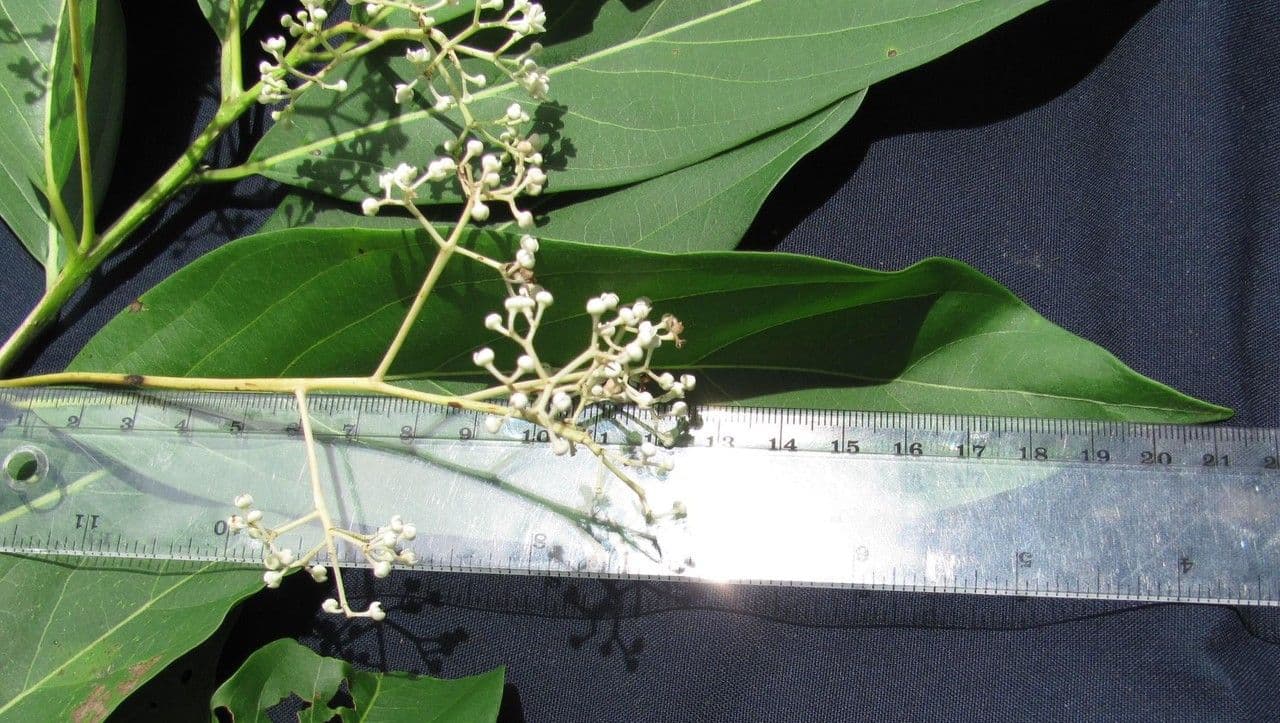 Nectandra 7