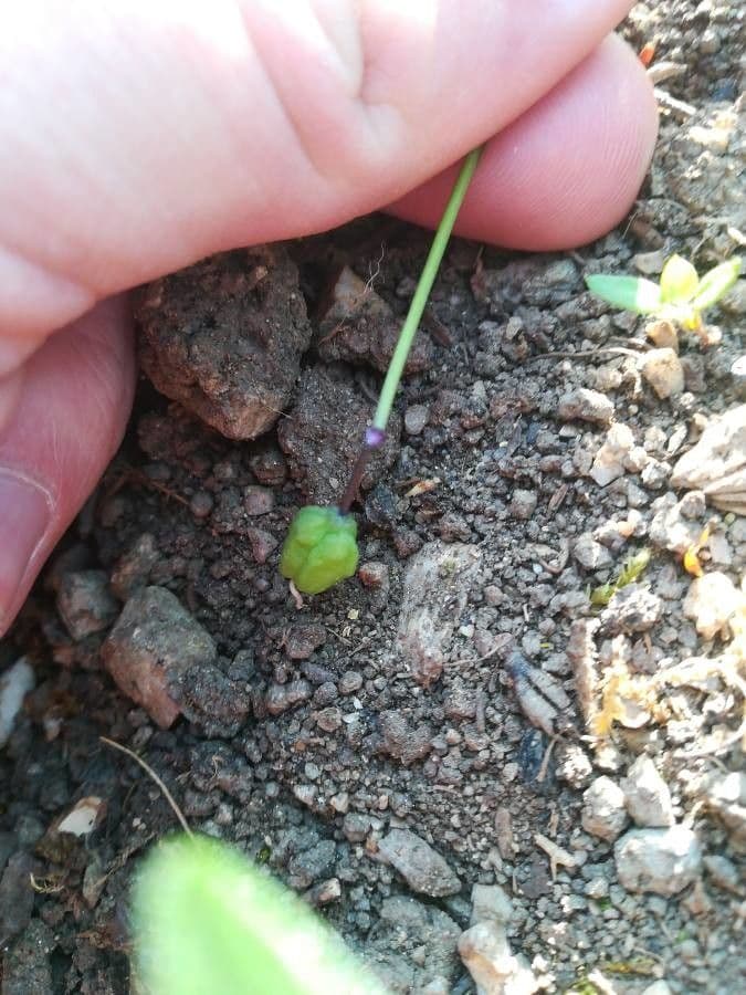 Scilla siberica