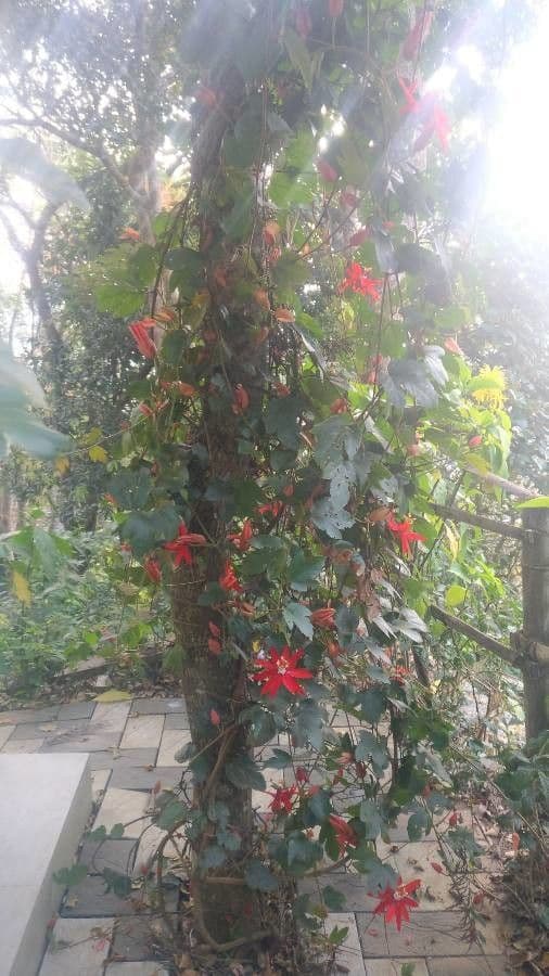 Perfumed passionflower 12