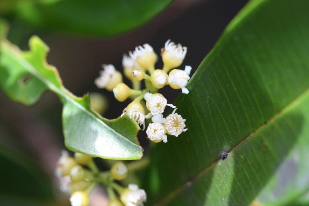 Syzygium 3