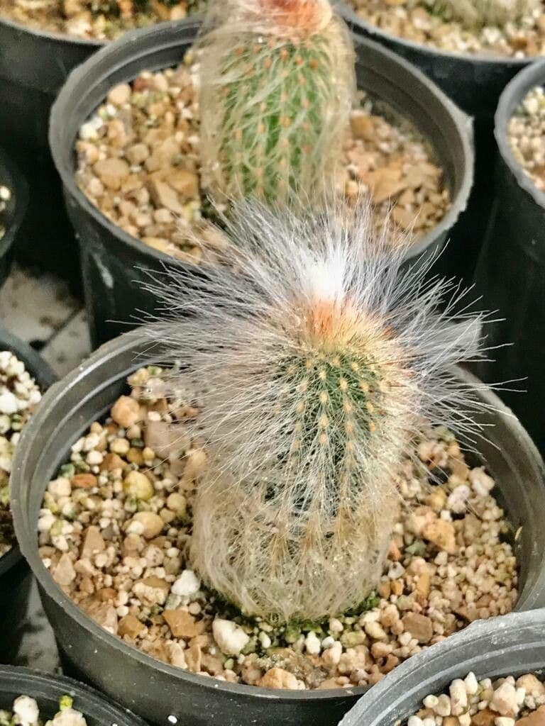 Cactus vecchio 6