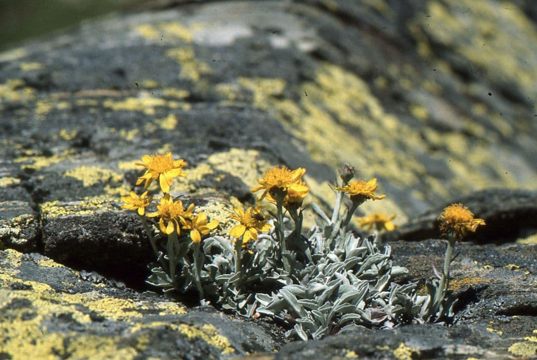Senecio 11
