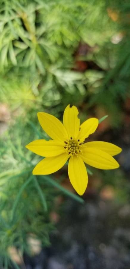 Coreopsis palmata 5