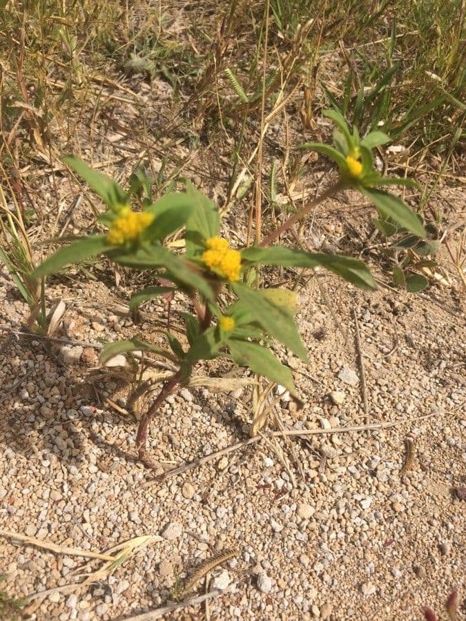 Flaveria bidentata 7