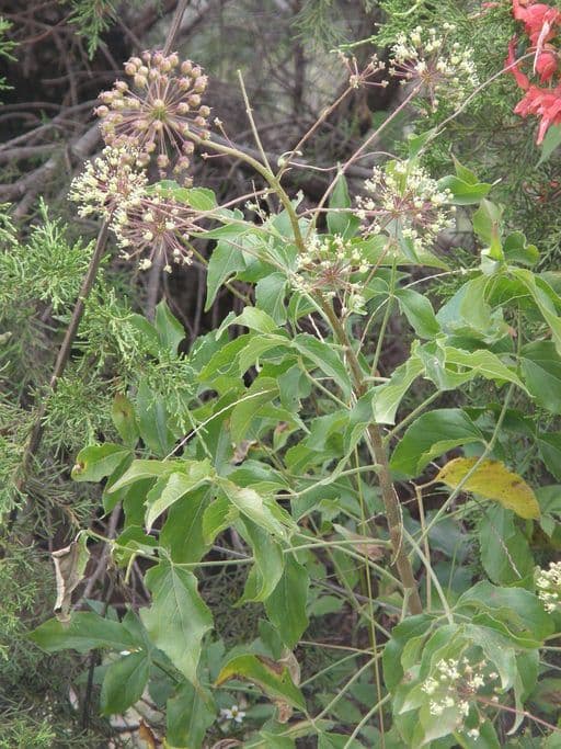 Aralia nana