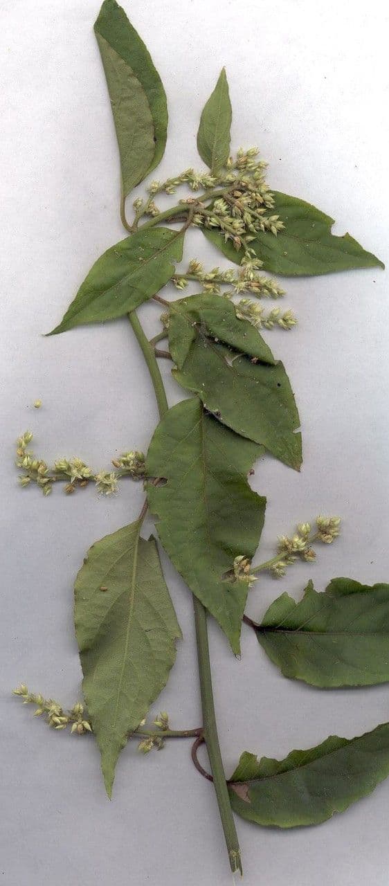 Chamissoa Altissima 19