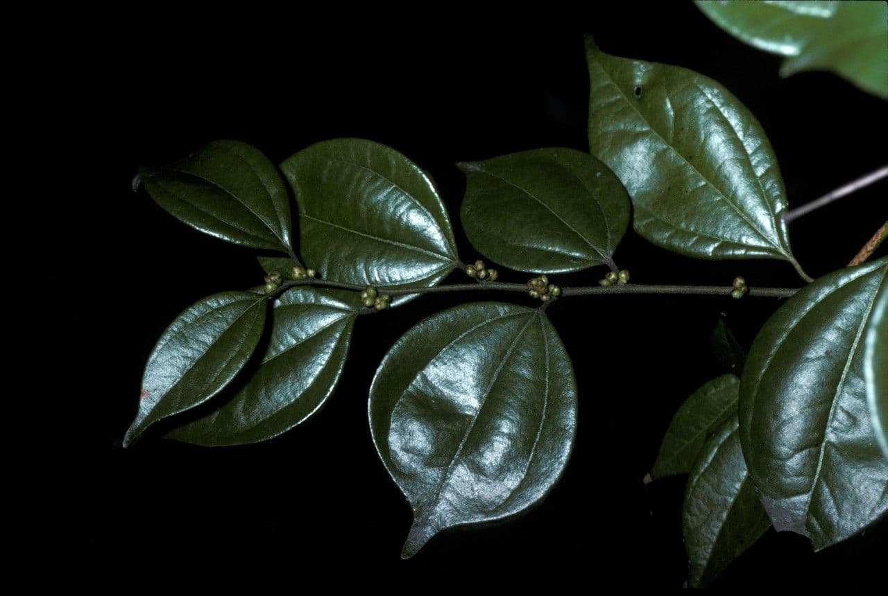 Lindera