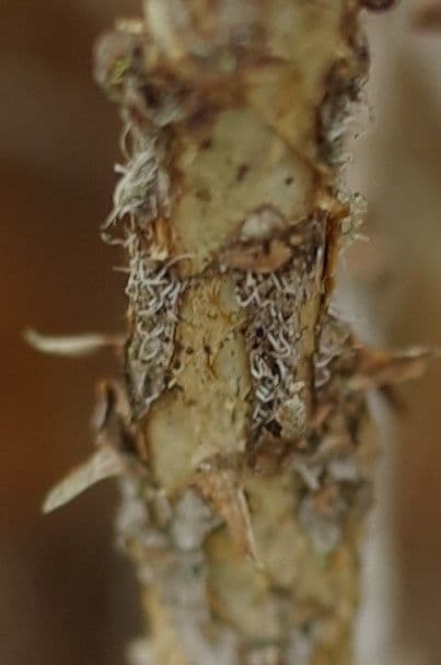 Rododendro del Salween 17