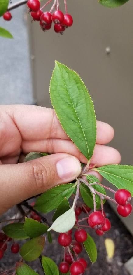 Aronia rossa 13