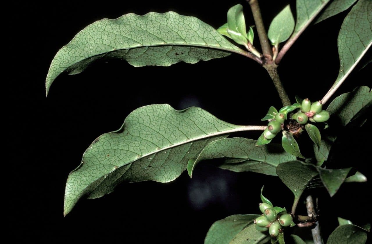 Coprosma tenuifolia