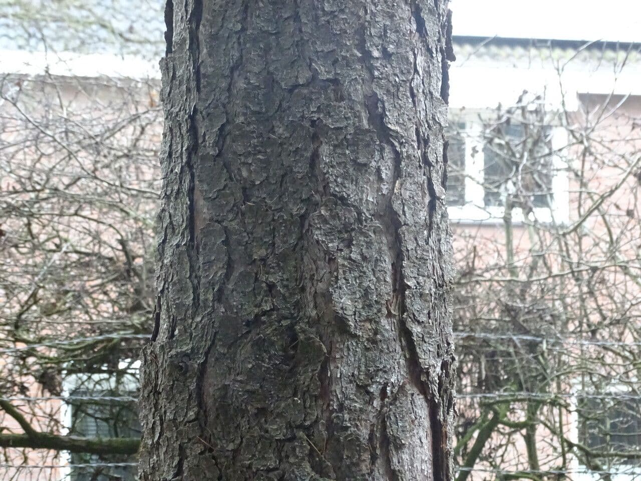 Kolkweide 13