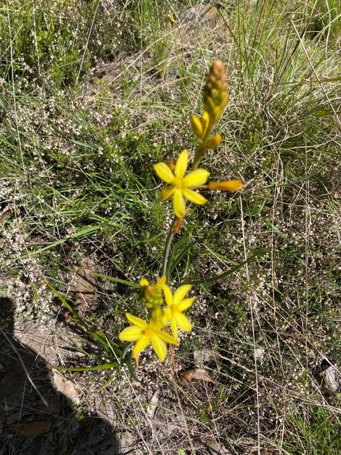 Bulbine bulbosa 3
