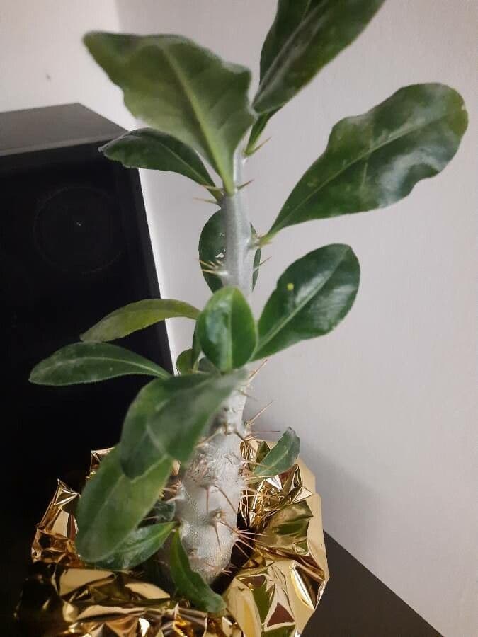 Pachypodium 7