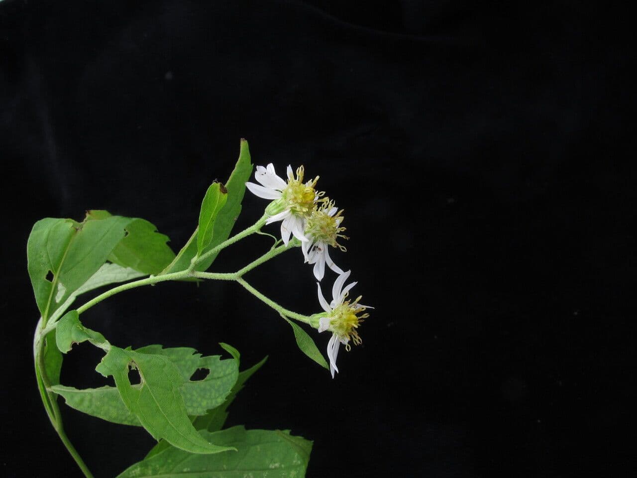 Aster ageratoides 10