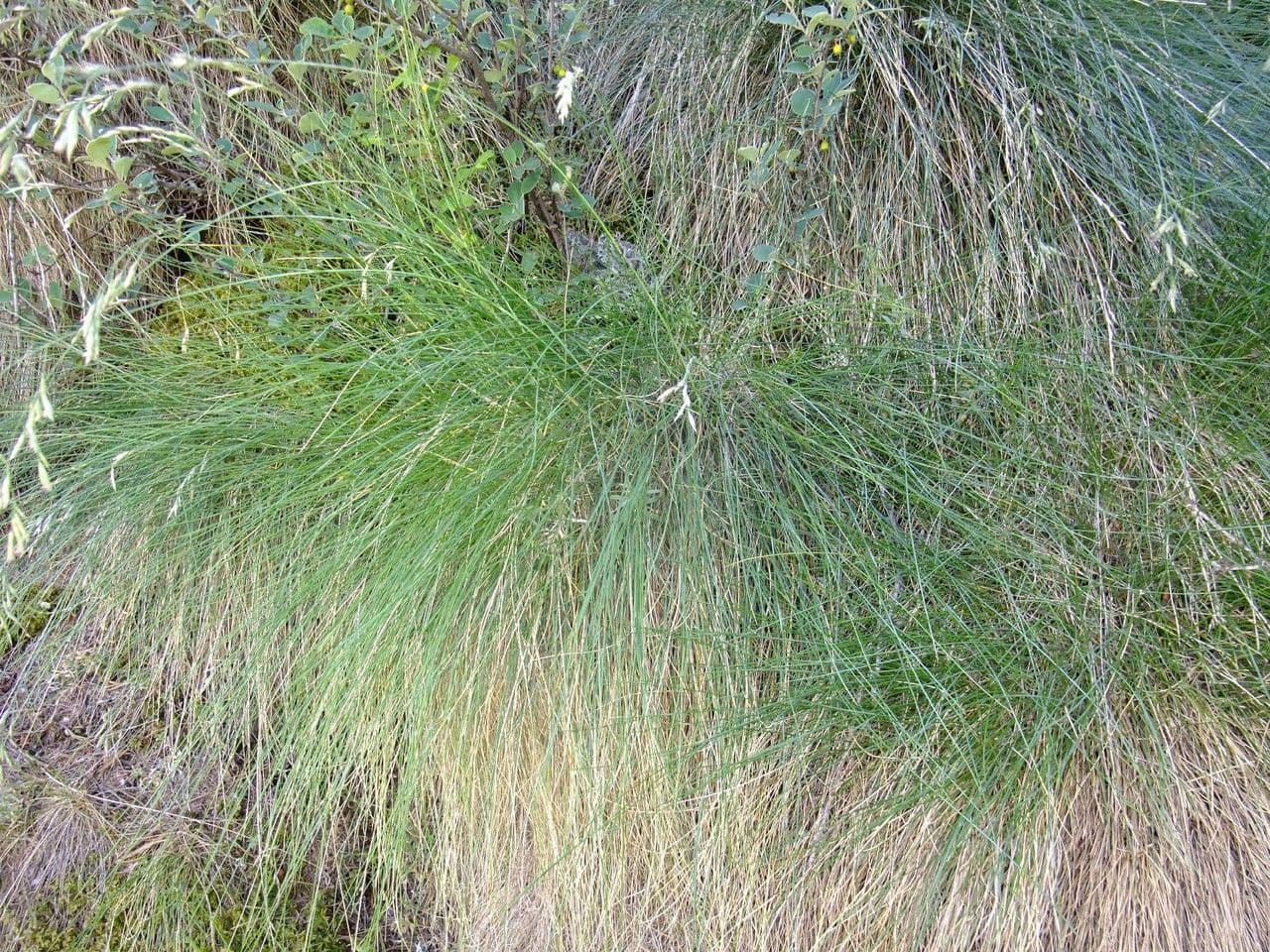 Festuca varia 4