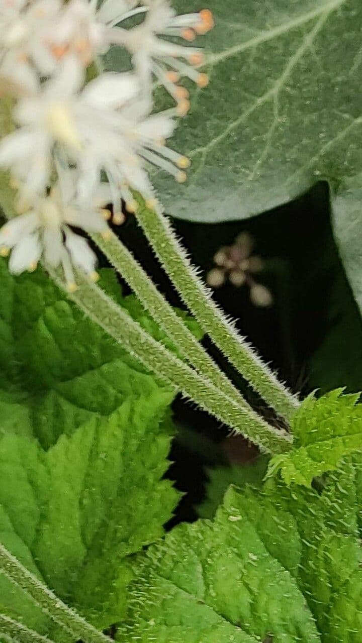 Schaumblüte 17