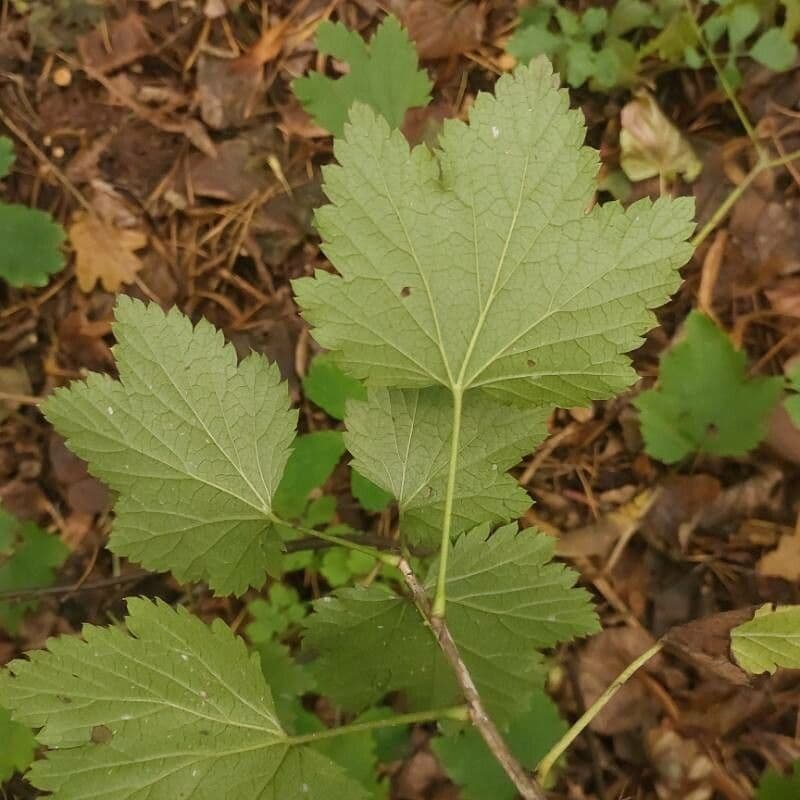 Ribes rosso 2