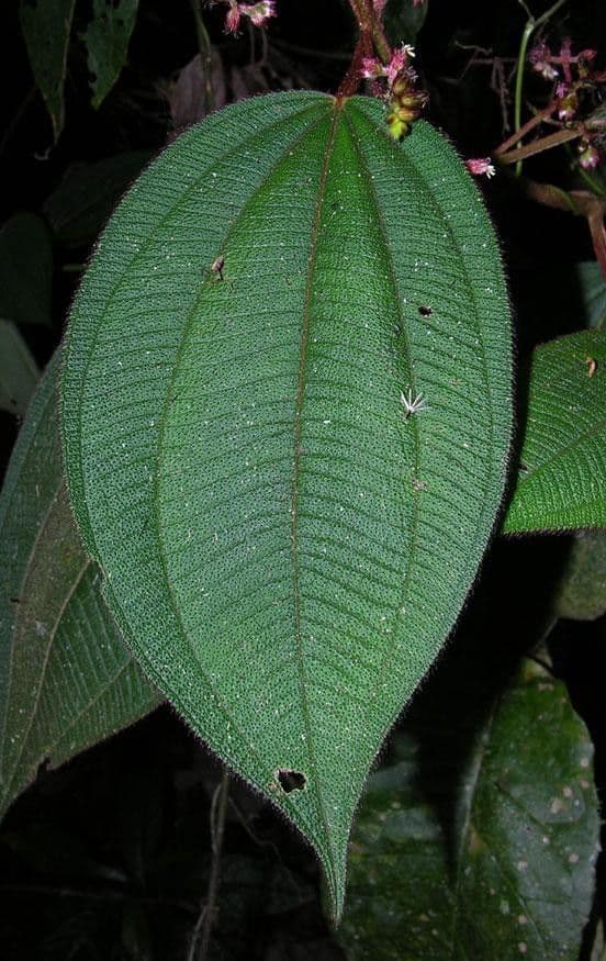 Miconia 11