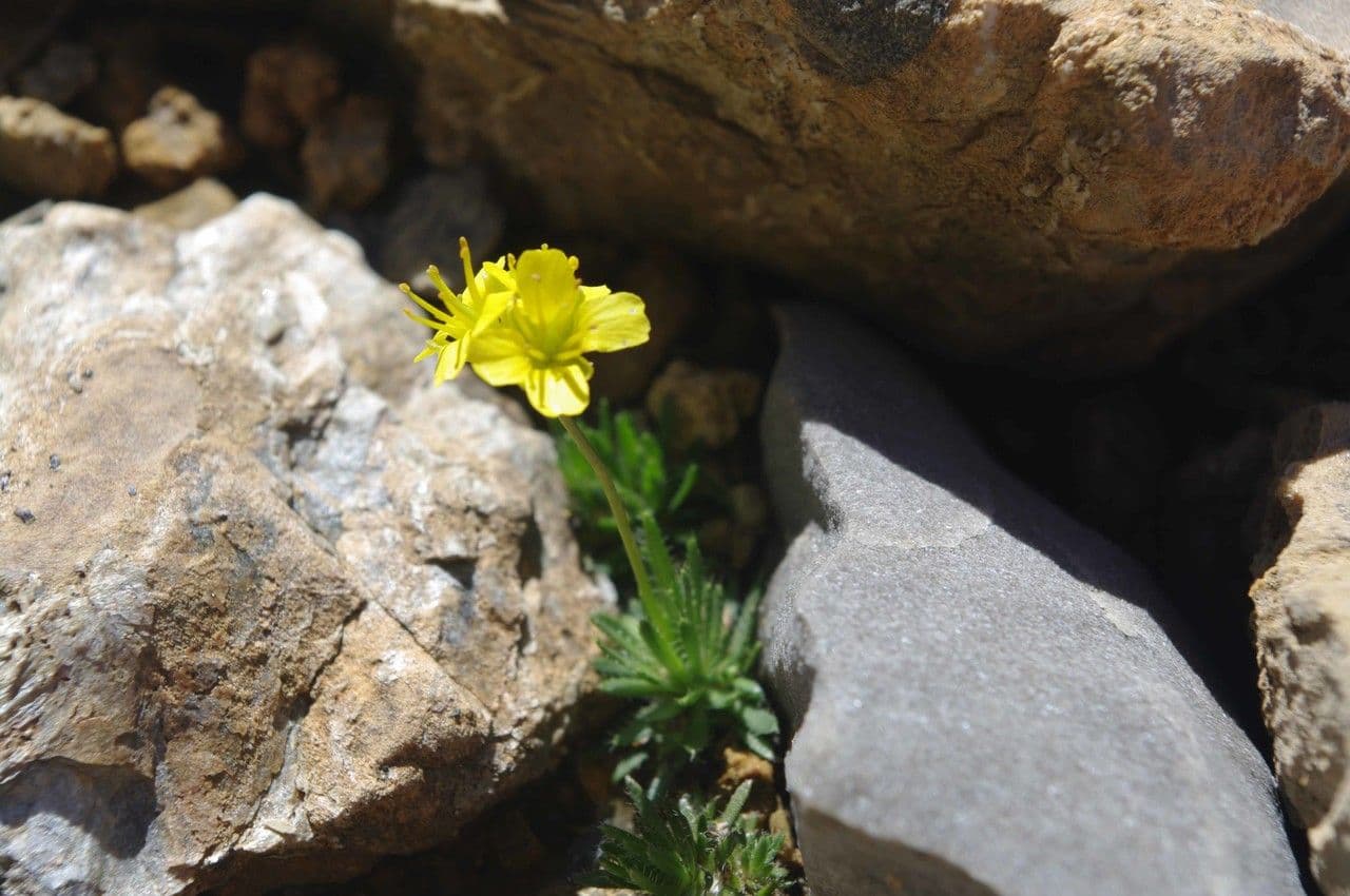 Draba 6