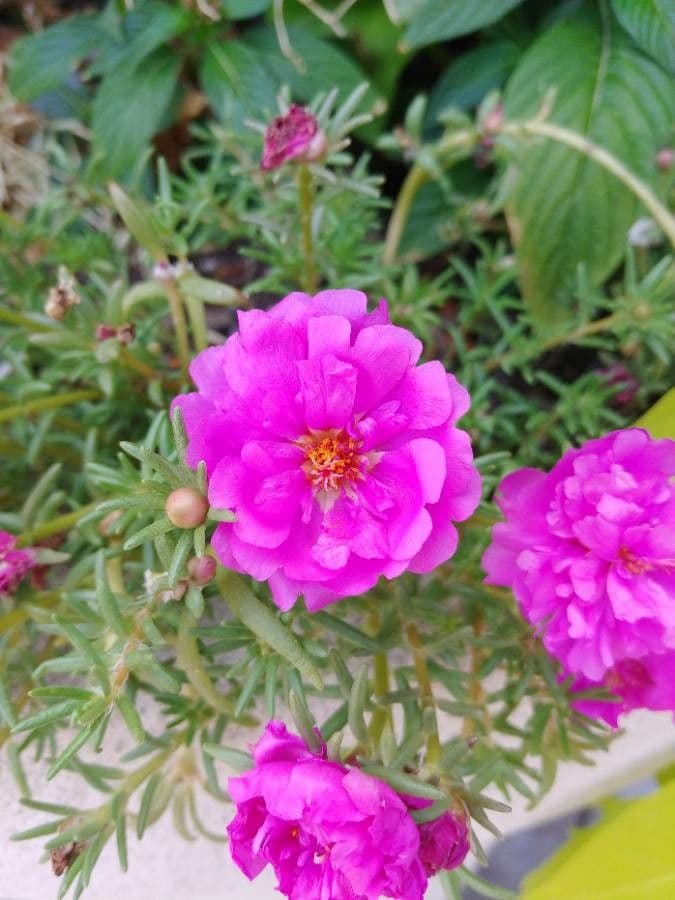 Flor de once horas 10