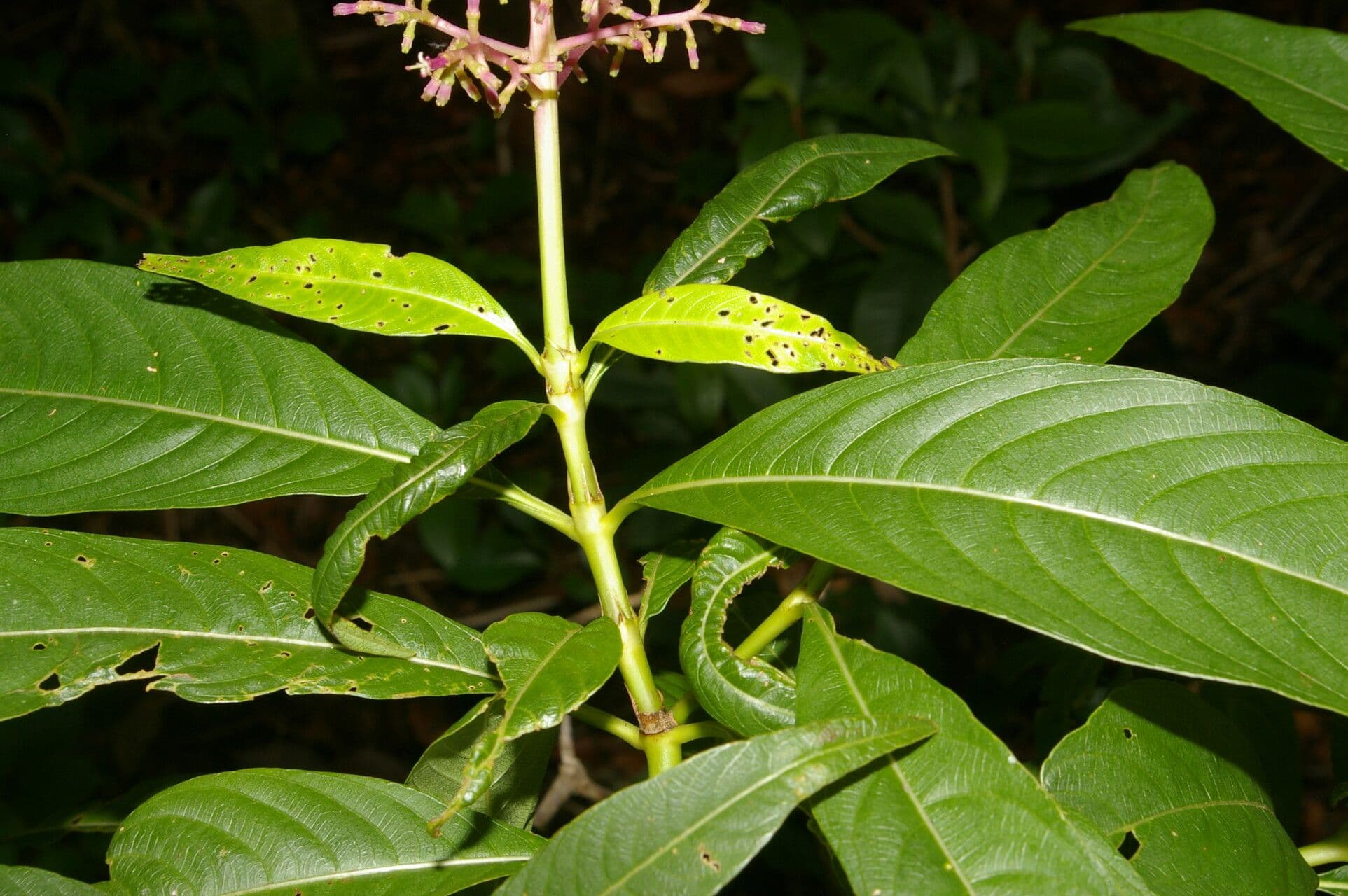 Palicourea 6