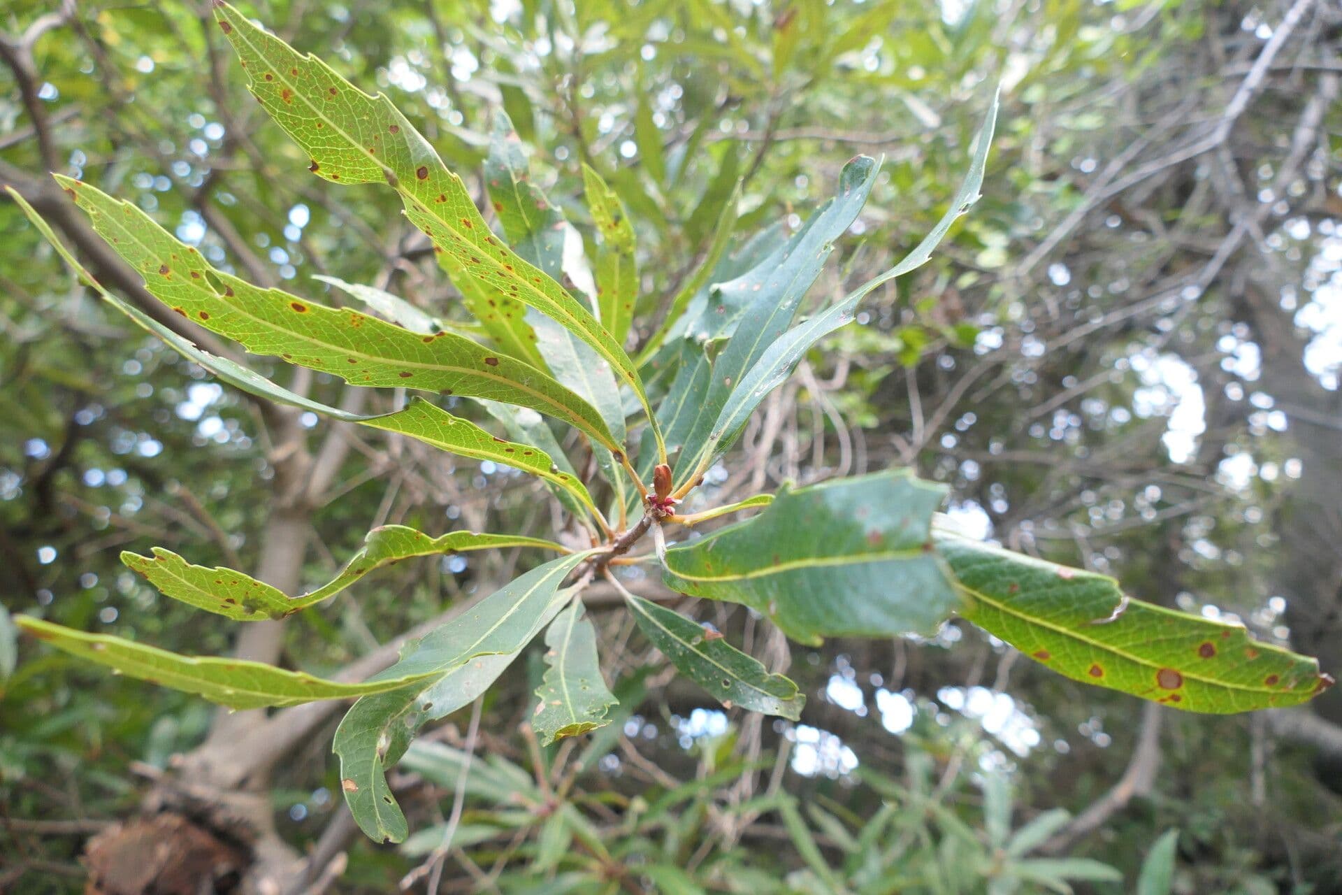 Brabejum 8