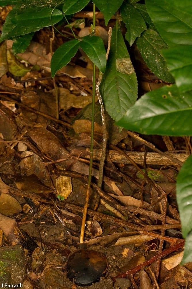 Entada phaseoloides 20