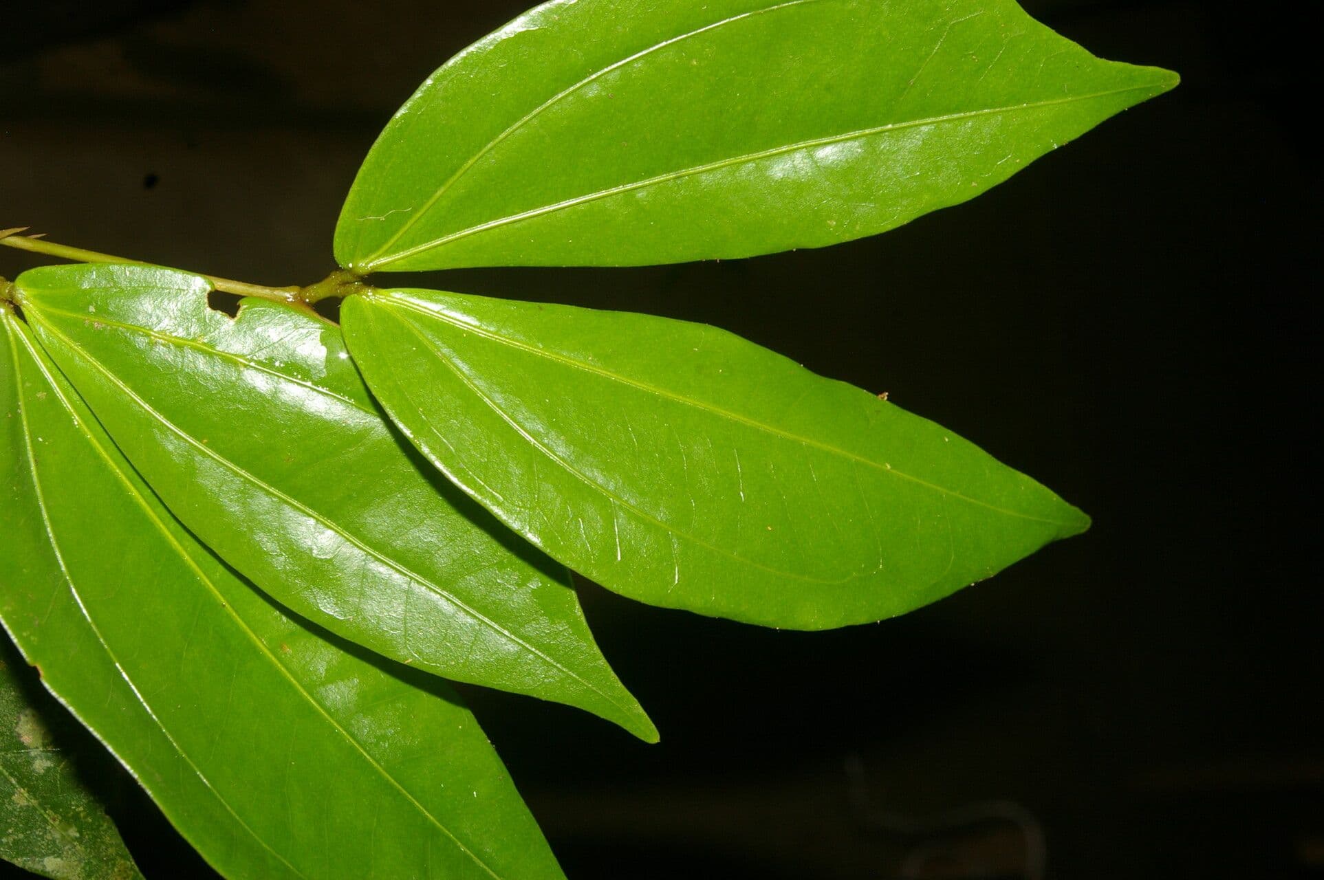 Calliandra 10